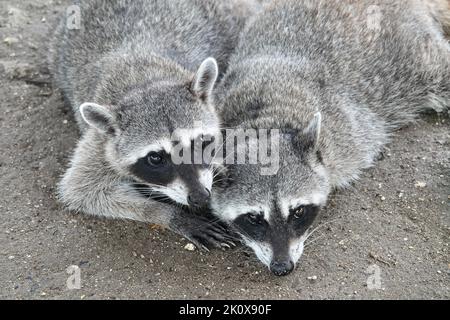 Two cute raccoons lying together on the dusty ground in an embrace and resting after eating. Stock Photo