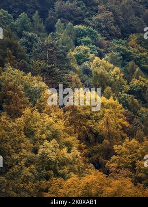 Colorful autumn trees texture. Natural scene of a forest with different colored leaves, fall season vertical background Stock Photo