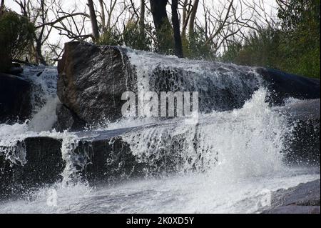 The top of Wilhelmina Falls is at a high elevation - so that water is freezing cold! The falls are on Falls Creek in the Toolangi State Forest. Stock Photo