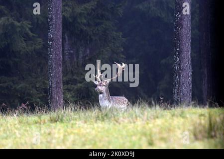 Damwild, Damwild *** Local Caption ***  rutting season, cervids, dama dama, fallow deer, fallow deer, fallow deer rutting season, true deer, antler be Stock Photo