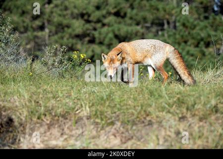 Rotfuchs *** Local Caption ***  European fox, fox, fox in autumn, foxes, dog-like, cunning fox, predator, Reinecke, Reinecke Voss, red fox, shy fox, a Stock Photo