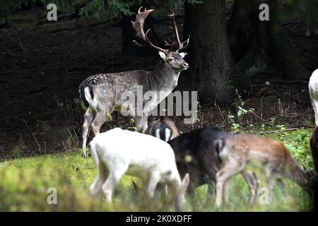 Damwild, Damwild *** Local Caption ***  rutting season, cervids, dama dama, fallow deer, fallow deer, fallow deer rutting season, true deer, antlered Stock Photo