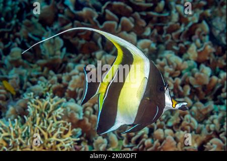 Moorish Idol, Zanclus cornutus, Raja Ampat Indonesia. Stock Photo