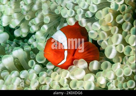 Spinecheek anemonefish, Premnas biaculeatus, in a bulb tentacle anemone, Entacmaea quadricolor, Raja Ampat Indonesia Stock Photo