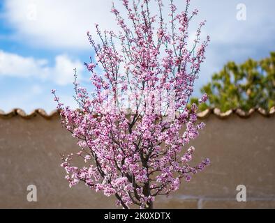 Blooming almond tree next to a wall on a clear day Stock Photo