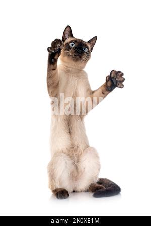 siamese cat in front of white background Stock Photo