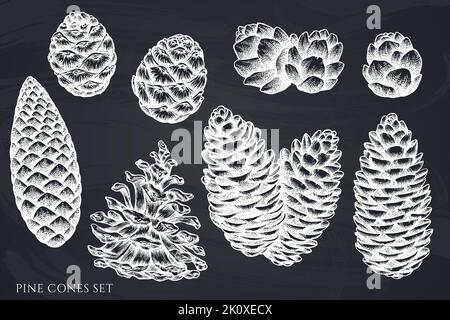 Mysterious forest hand drawn vector illustrations collection. Chalk pine cones. Stock Vector