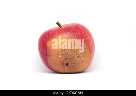 Rotten apple cultivar Rubin affected with Moniliosis mold. Mildew on the red apple Infected by Monilia Fructigena . On the white background. Stock Photo