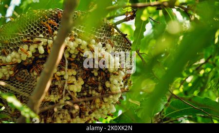 Yellow wasp and hornet are some of the deadliest insects in Asia. The common wasp, red paper wasp, yellow potter wasp, black spider wasps are loaded w Stock Photo