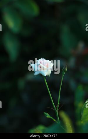 Beautiful white roses. Stock Photo
