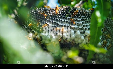 Close up shot of yellow wasps or Ropalidia marginata deadly insects with large honeycomb and white eggs on a large tree branch. Stock Photo
