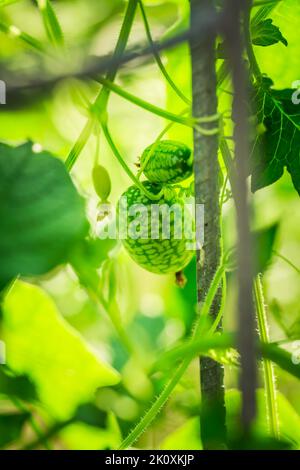 Cucamelon (Melothria scabra) - edible Mexican miniature watermelon or cucumber in garden Stock Photo