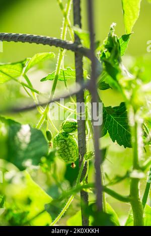 Cucamelon (Melothria scabra) - edible Mexican miniature watermelon or cucumber in garden Stock Photo