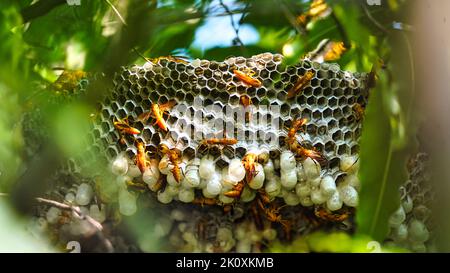 Close up shot of yellow wasps or Ropalidia marginata deadly insects with large honeycomb and white eggs on a large tree branch. Stock Photo