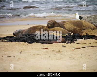sleeping sea lions on the beach Stock Photo