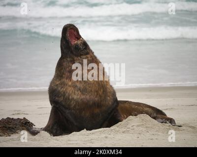 sea lion with open mouth Stock Photo