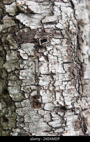 Texture of old birch tree bark with green moss. White birch bark on a tree  trunk Stock Photo - Alamy