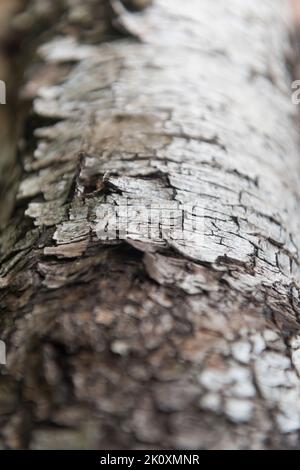 Old birch (Betula) hardwood tree trunk on the forest ground with white bark peeling off Stock Photo