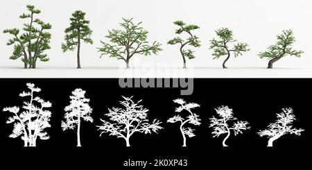 3d illustration of set Zanthoxylum piperitum bonsai isolated on white and its mask Stock Photo