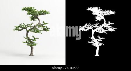 3d illustration of Zanthoxylum piperitum bonsai isolated on white and its mask Stock Photo