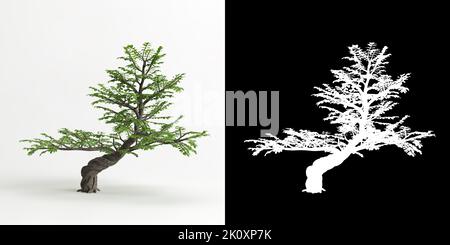 3d illustration of Zanthoxylum piperitum bonsai isolated on white and its mask Stock Photo