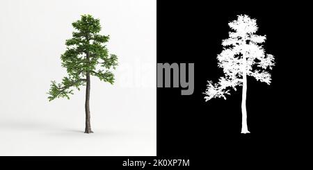 3d illustration of Zanthoxylum piperitum bonsai isolated on white and its mask Stock Photo