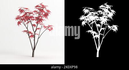 3d illustration of Acer palmatum bonsai isolated on white and its mask ...