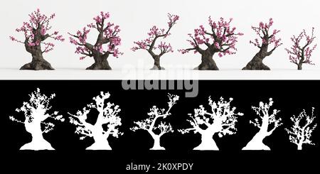 3d illustration of set Armeniaca mume bonsai isolated on white and its mask Stock Photo