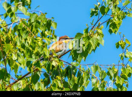 A European bee-eater bird sits on a birch branch among green foliage Stock Photo