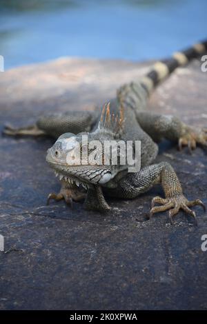 Great capture of a large iguana posing on a rock with a long tail. Stock Photo