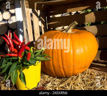 Beautiful ripe orange squash lying in the straw. Halloween and Thanksgiving concept. Stock Photo