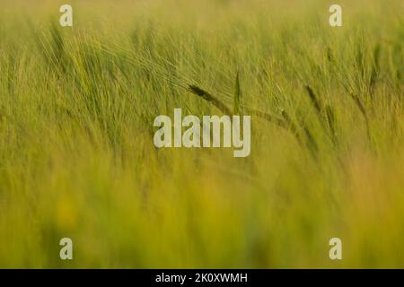 The background of Kolsevo wheat is not yet ripe with a green tint in selective focus. focus in the center of the frame. Stock Photo