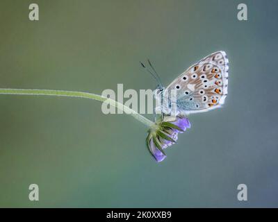 Chalk Hill Blue butterfly (Polyommatus coridon) on a single flower with a clear background. Stock Photo