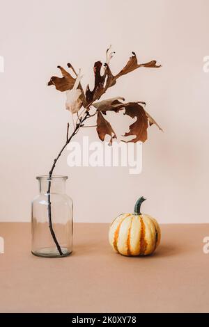 Dry oak branch in glass vase and decorative pumpkin on beige table. Autumn, thanksgiving concept. Front view. Stock Photo