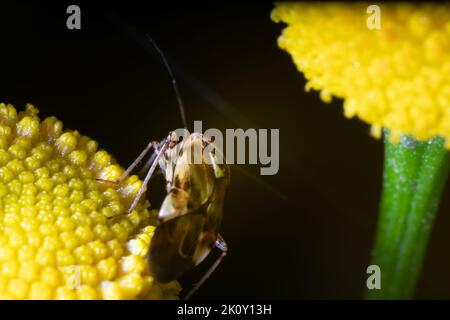 Common tansy (Tanaceturn vulgare) flower from the inflorescence. Insect spittlebug perhaps. Ultra macro Stock Photo