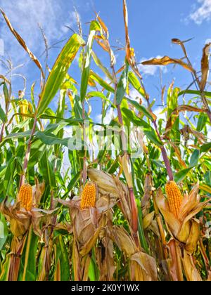 Agricultural field of maize, dry corn in autumn before harvest. Selective focus Stock Photo
