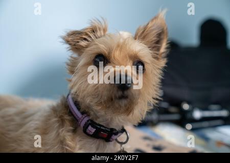 Small Yorkie dog looks alert at camera Stock Photo