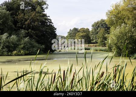 Visitors to the Yorkshire Sculpture Park standing on the Cascade Bridge overlooking the Lower Lake covered in algae bloom after a dry hot summer Stock Photo