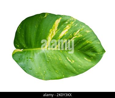 Tropical leaves with drops Isolated on white background with clipping path. Epipremnum aureum leaf Stock Photo