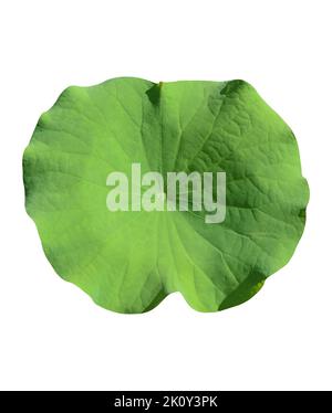 Green lotus leaf isolated on white background include clipping path. Stock Photo