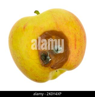 Overhead view of a rotting gala apple with a bruise and fungus growing isolated on a white background. Stock Photo