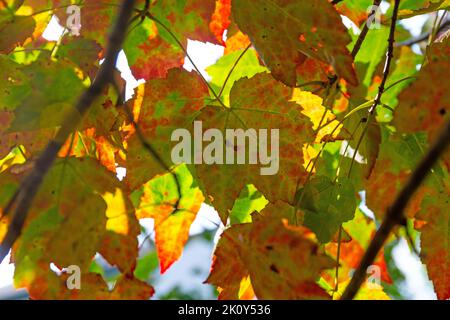 Underside of fall leaves on a tree with sun shining through. Stock Photo