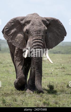 Kenya, Naibosho, 2022-02-12.  An elephant walks in the grass. Photograph by Alexander BEE / Hans Lucas. Stock Photo
