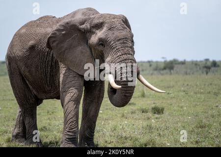 Kenya, Naibosho, 2022-02-12.  An elephant walks in the grass. Photograph by Alexander BEE / Hans Lucas. Stock Photo