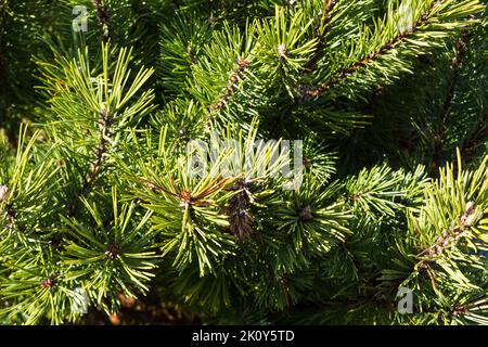 Close view of a mountain pine tree in the early morning light. Stock Photo