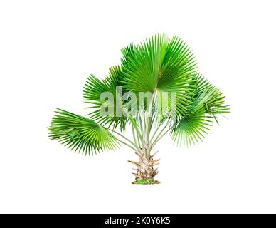 Sugar palm tree isolated on white background included clipping path. Stock Photo