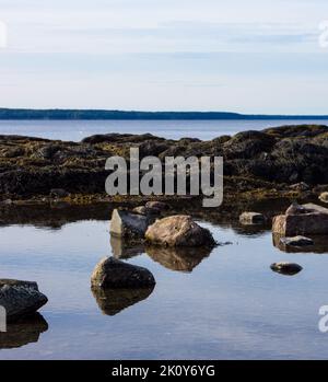 View of a shallow tidal pool in the foreground with Penobscot Bay in the background in the early morning light. Stock Photo