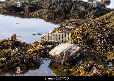 Image of rocks covered with seaweed in a shallow tidal pool in the early morning light. Stock Photo
