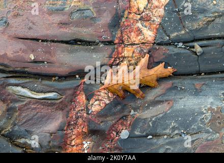 Colorful fall leaf on wet rocks near the ocean in the early morning light. Stock Photo