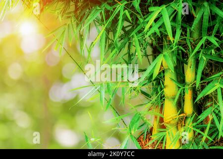 Bamboo forest over green natural bokeh background. Bamboo leaves with morning sunlight. Nature background Stock Photo